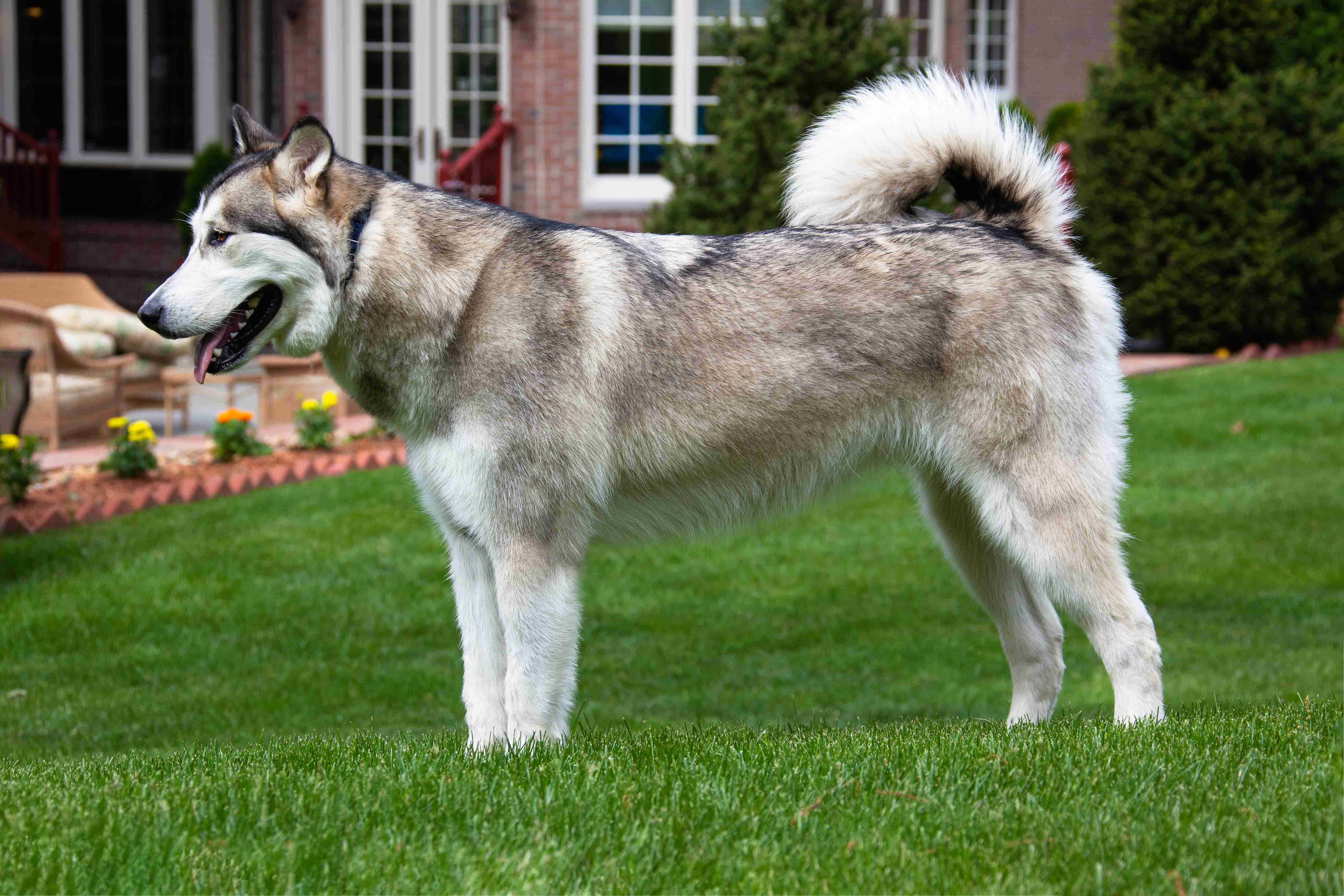 Unveiling the Average Weight of Alaskan Malamute Puppies: A Comprehensive Guide